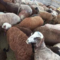 گوسفند زنده و خونی ویژه «عاشورا و تاسوعا»