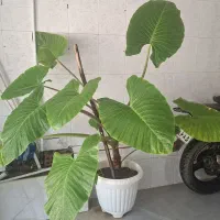 گول بابا ادم