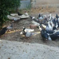 فروش کبوتر