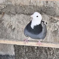 کبوتر یا کفتر پرشی