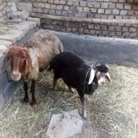 میش