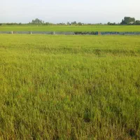 زیرقیمت منطقه
