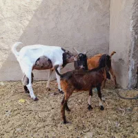 بزنیدی