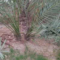 فروش پاجوش(نخل خرما )