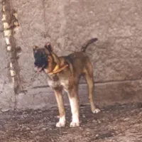 توله ماده ۶ ماهه
