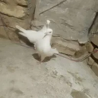 یک جفت تهرانی