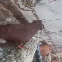 کبوتر رنگی وپلنگ نباتی اصل ضمانتی