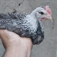 مرغ و خروس ، جوجه