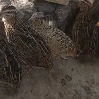 بلدرچین