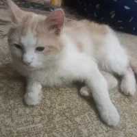 گربه پشمالو اهواز کویه سادات