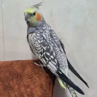 عروس هلندی نژاد مرواریدی اهلی و بالغ