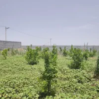 فروش500مترباغچه‌برقدار، منتظری،قیمت‌مناسب