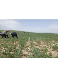 اکیپ کارگر برای چیدن نخود نیازمندیم