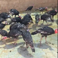 فروش تعداد محدود بوقلمون محلی