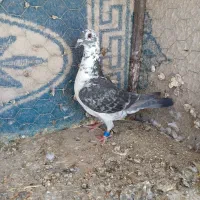 ماده بزک ،گرگی مگس،کشکی مگس