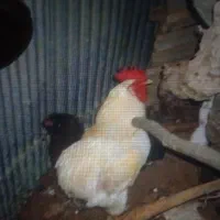 مرغ و خروس محلی همراه با 4جوجه دورگه