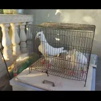 دوتا کاکلی یکی بغدادی یکی معمولی جفت نر