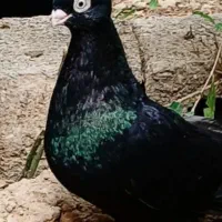 کبوتر صرب