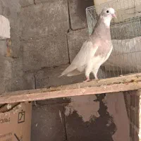 طوقی