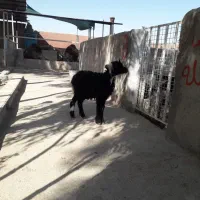 بره. نر  فروشی