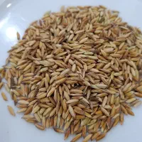 بذر شلتوک درجه یک