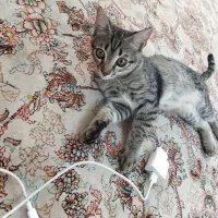 واگذاری گربه DSH