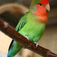 کوتوله ماده