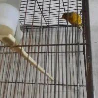 قناری نگرو نر قرص بخون