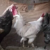 فروش مرغ خروس