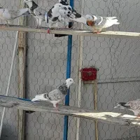 کبوتر هما و ابلغ