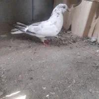 یک عددکبوترماده پرشی نجیب