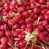 آلبالو پیوندی درجه یک