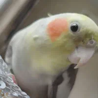 گمشده