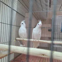 عروس هلندی تازه دونه خور گاز نمیگیرند