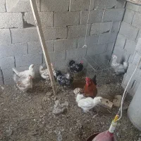 ۹ عدد مرغ و خروس گلین چهل تاج سه تاش کرچ هست
