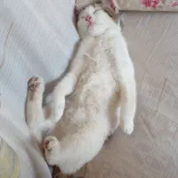 گربه گم شده