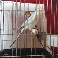 عروس هلندی