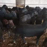 قوچ قره قزل