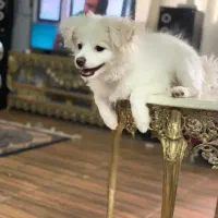 پامر اشپیتز