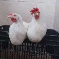 خروس|حیوانات مزرعه|گلستان (تهران), |دیوار