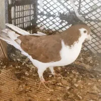 کبوتر پلاس