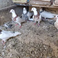 کبوتر کله دار پرشی طوقی