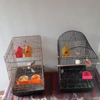 پرنده فنچ زبرا