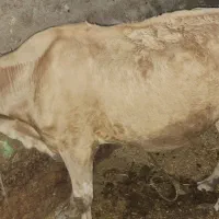 کرمانشاه بخش بیلوار