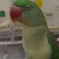 طوطی گمشده