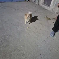 واگذاری پت خانگی