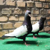 نرو ماده سینه سیاه