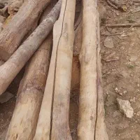 درخت|خدمات باغبانی و درختکاری|سارال, |دیوار