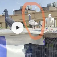 جوجه سوسکی