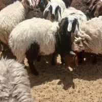 فروش  گوسفند  داشتی از هر مدل که بخای